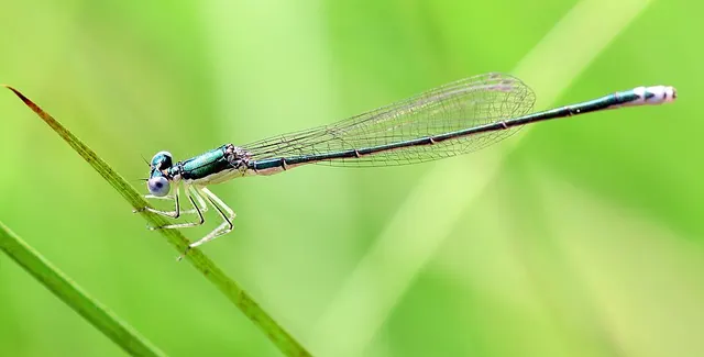 Sedge sprite