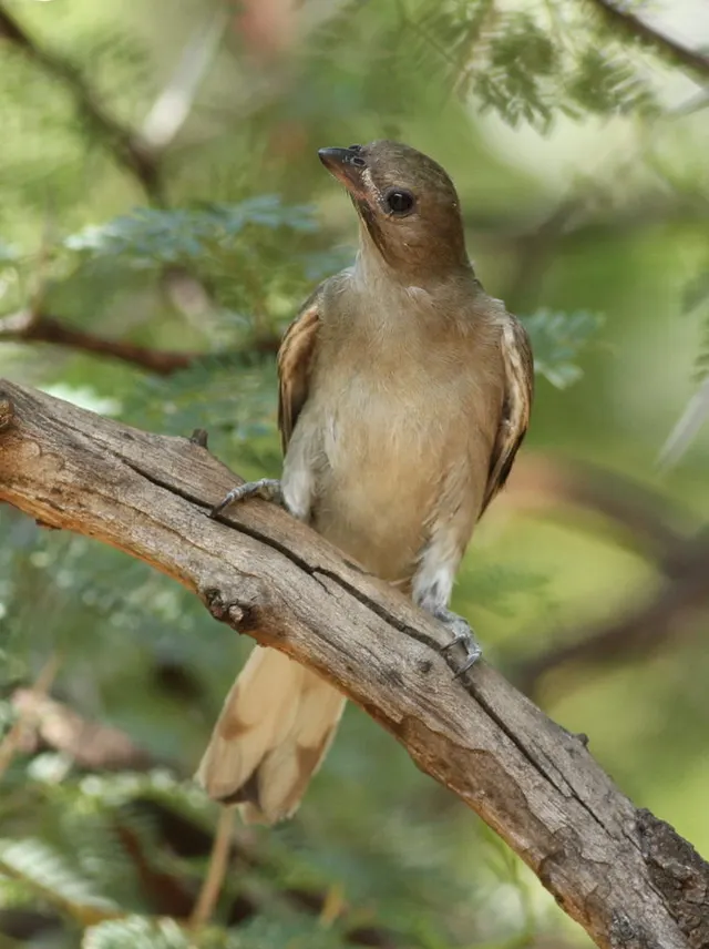 Honeyguide