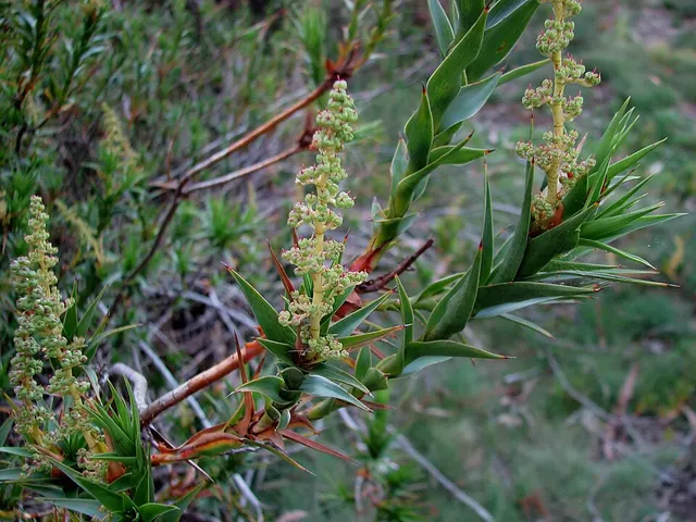Richea victoriana
