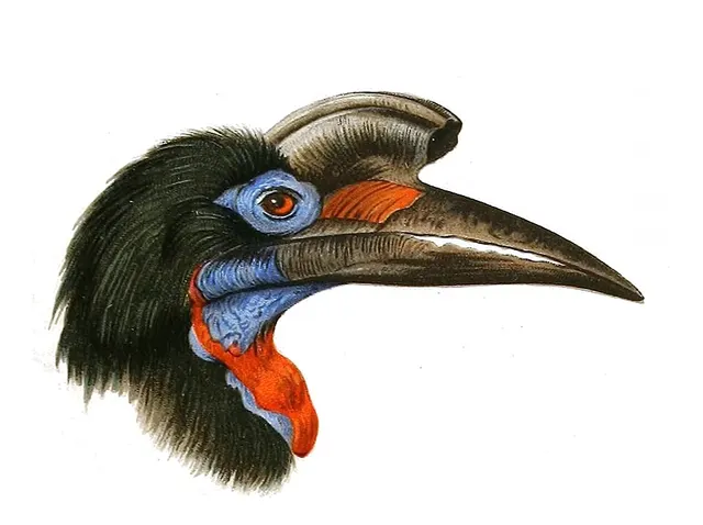 Ground hornbill