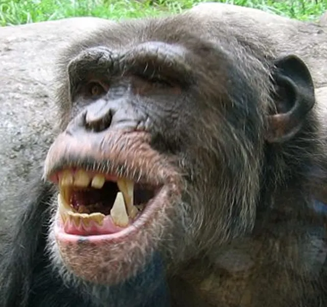 Tooth