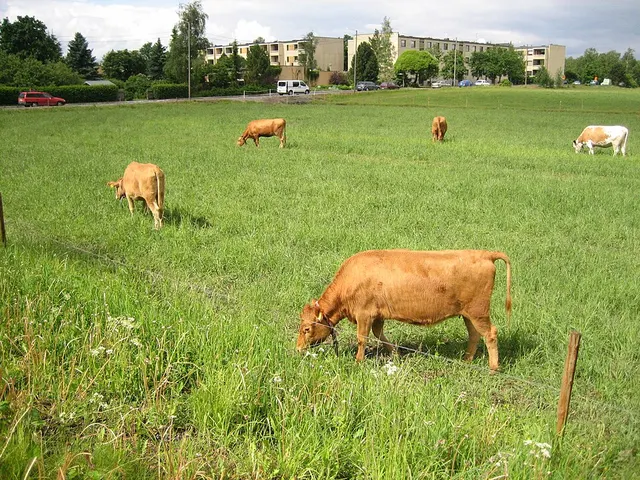 Finncattle