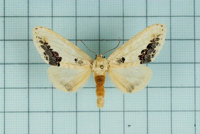 Phalera flavescens