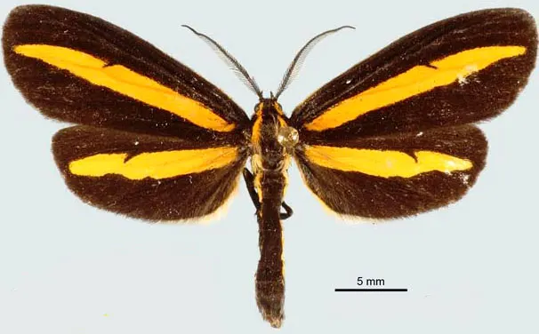 Josia ligata