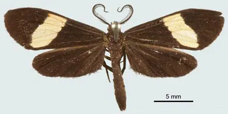 Lyces enoides