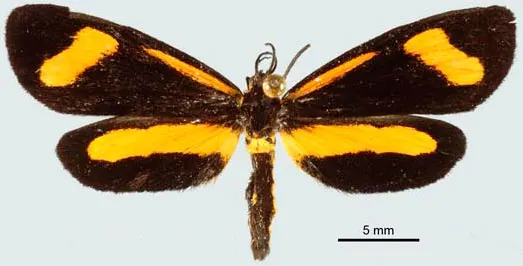 Lyces minuta