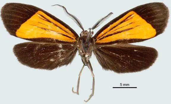 Notascea brevispinula