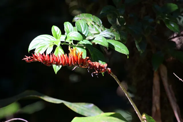 Pitcairnia brittoniana