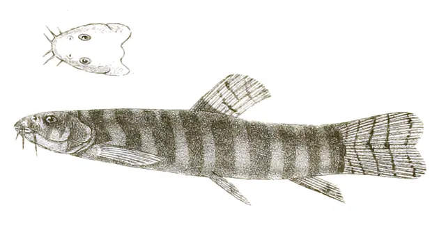 Schistura denisoni