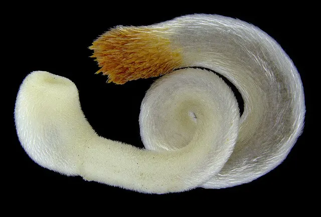 Chaetoderma