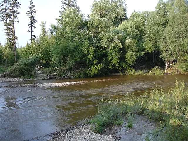 East Siberian taiga