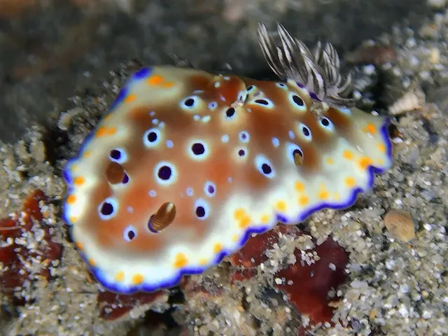 Goniobranchus tennentanus