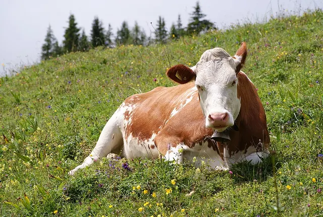 Cattle
