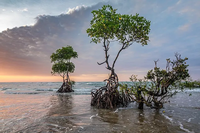 Mangrove forest