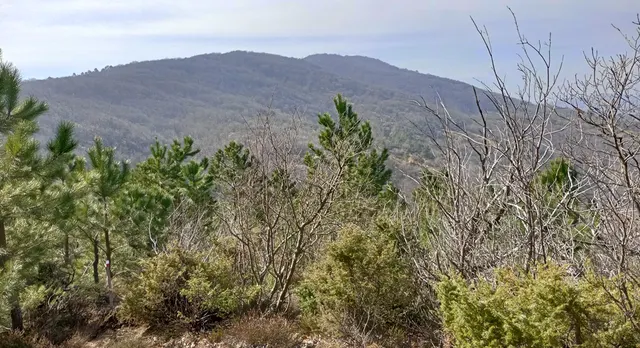 Monte Colma