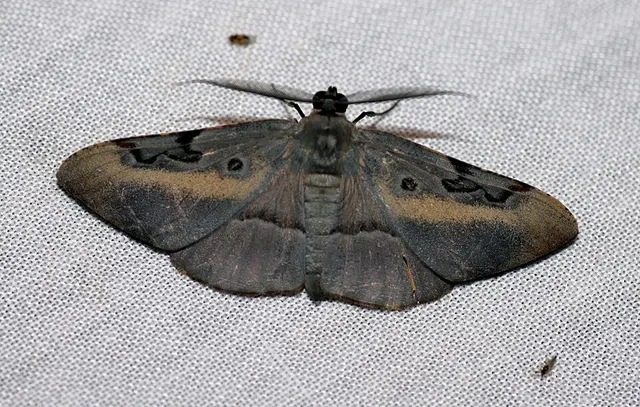 Hypochrosis sternaria