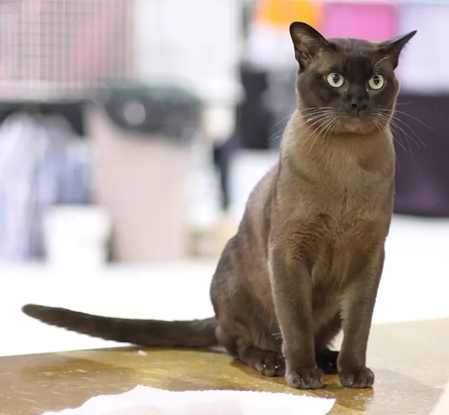 Burmese cat