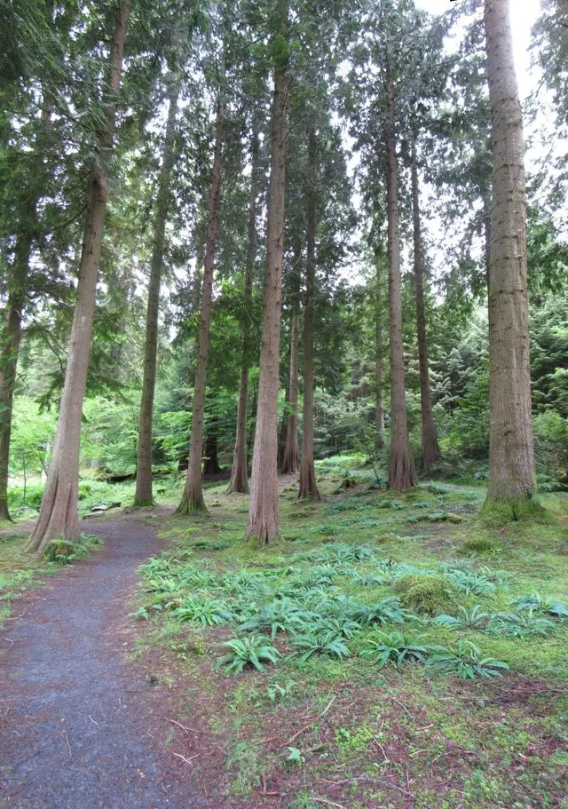 Coed-y-Brenin