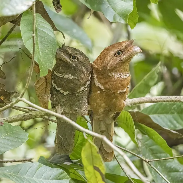 Frogmouth