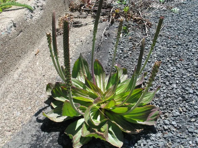 Plantago subnuda