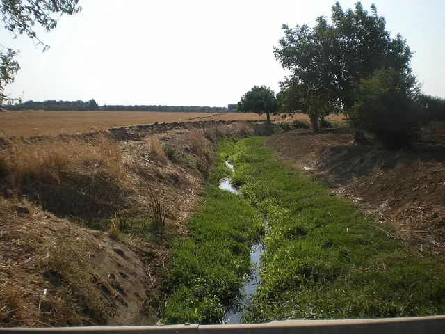 Canale Reale