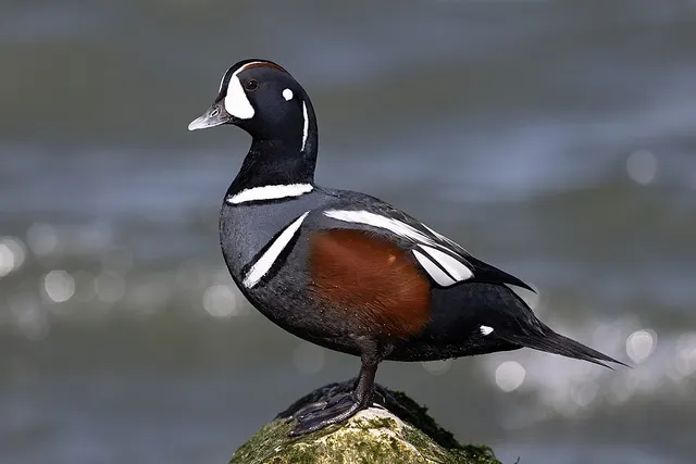 Arlequin plongeur