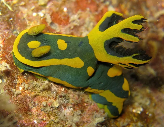 Tambja gabrielae