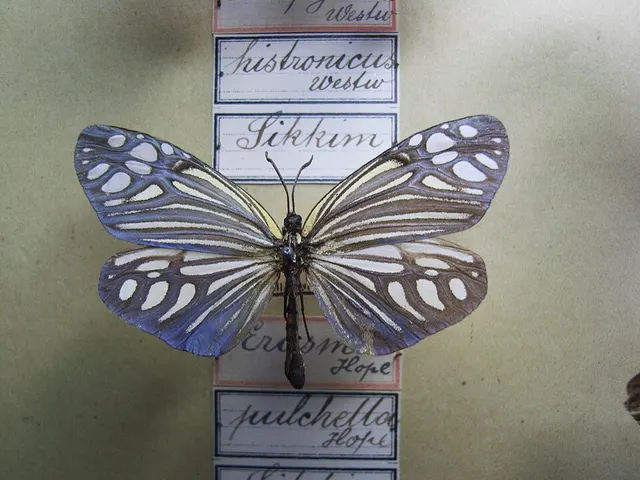 Campylotes histrionicus