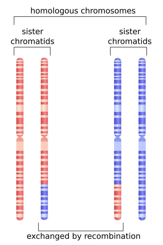 Homologous recombination