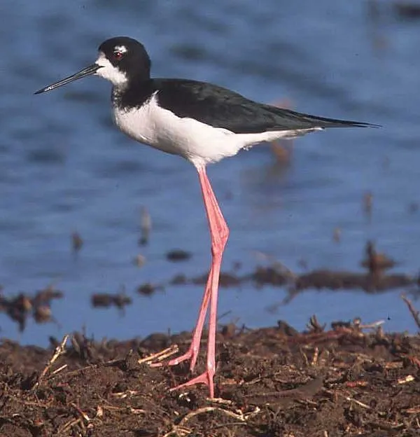 Recurvirostridae