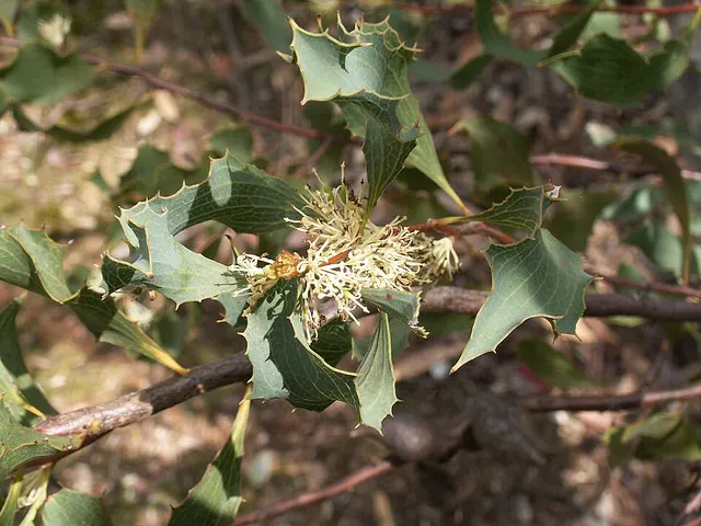 Hakea undulata