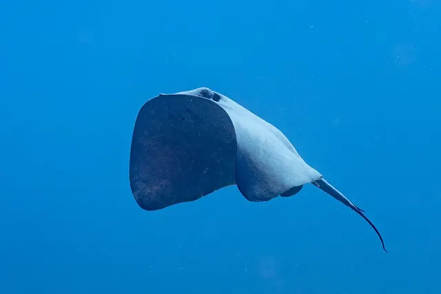 Batomorphi