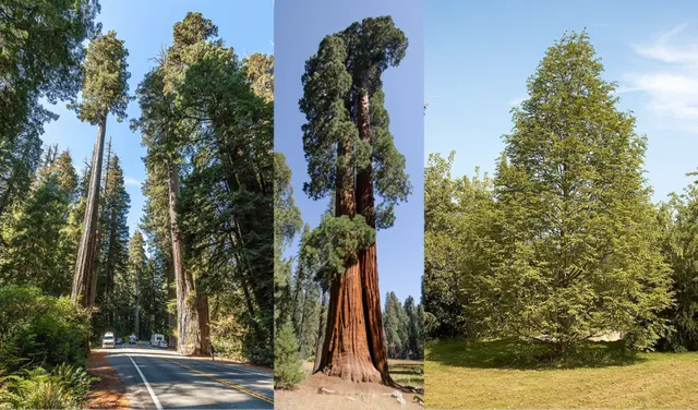 Sequoioideae