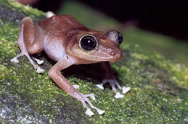 Puerto Rican rock frog
