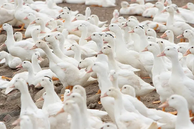Canard domestique