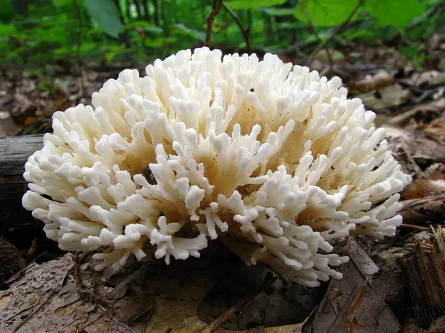 Sebacina