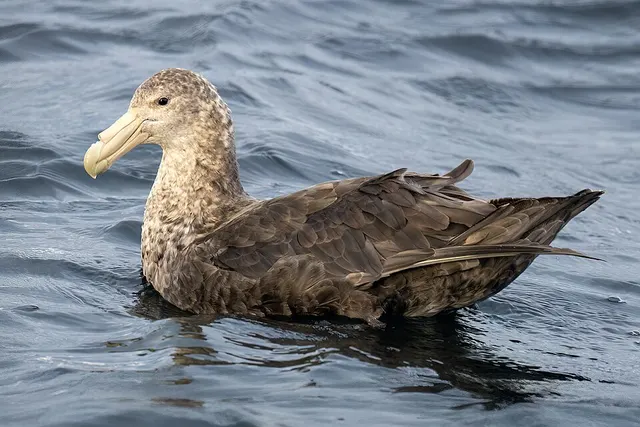 Giant petrel