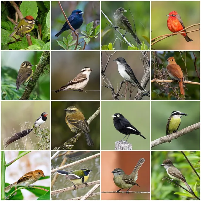 Tyrant flycatcher