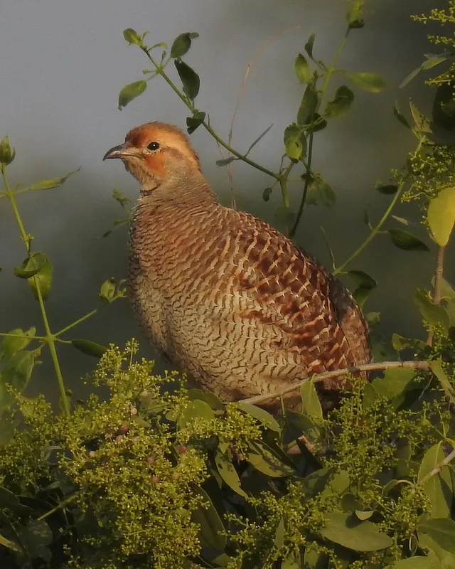 Francolin
