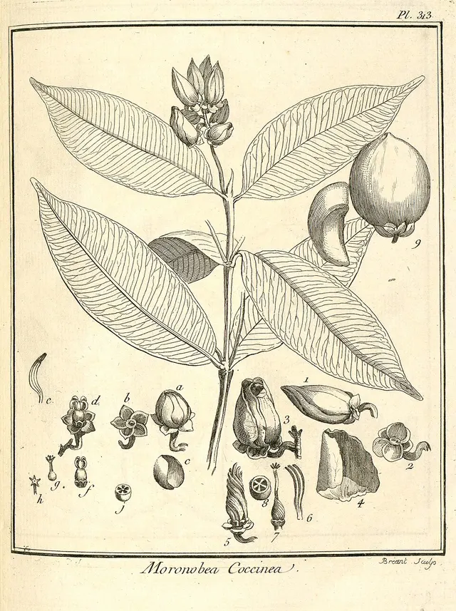 Moronobea