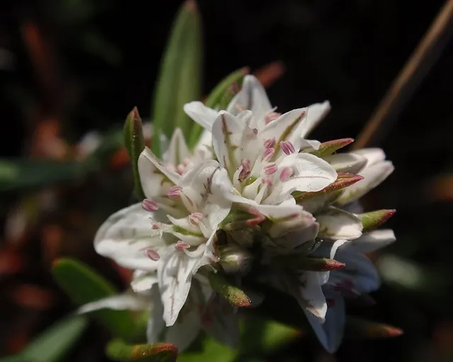 Polygonum paronychia
