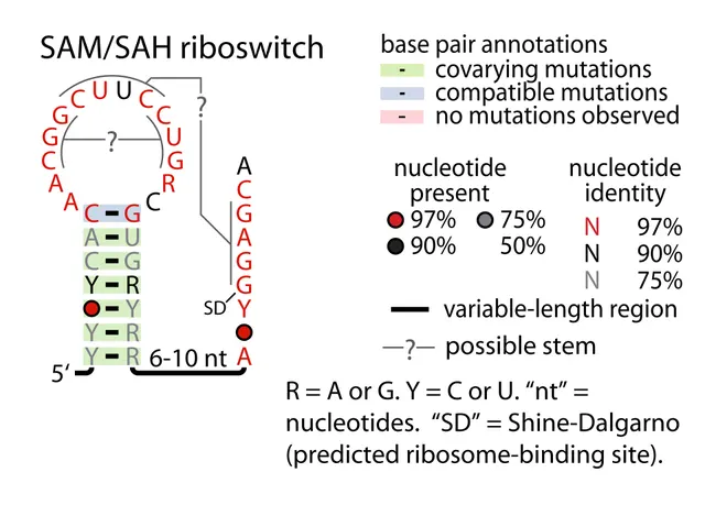 SAM–SAH riboswitch