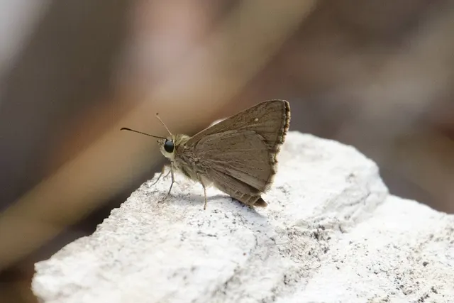 Hesperilla furva