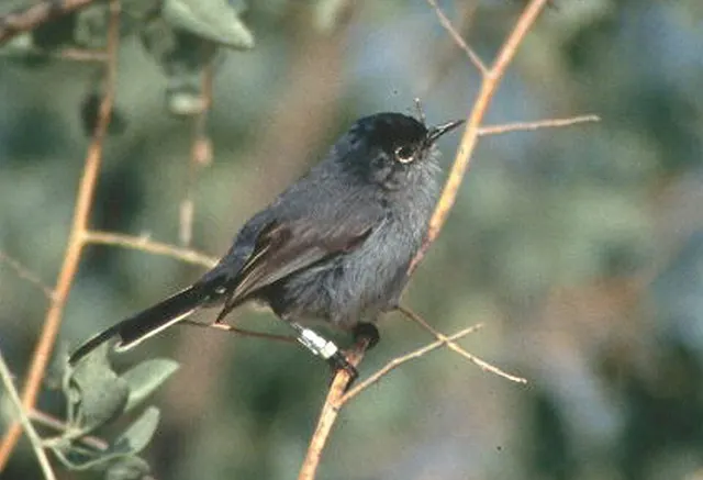 Gnatcatcher