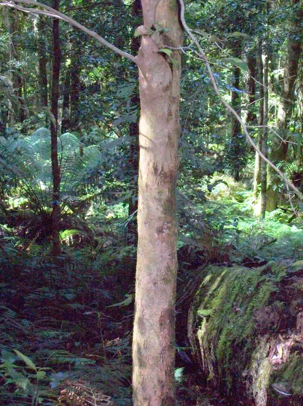 Gossia acmenoides