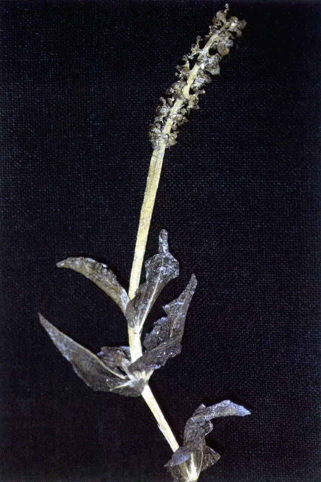Potamogeton richardsonii