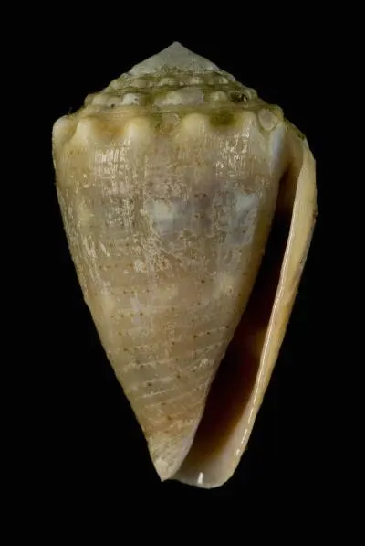 Conus aristophanes