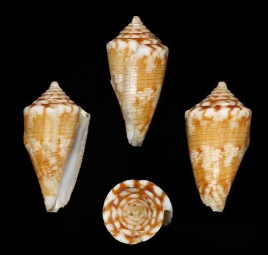 Conus brunneofilaris