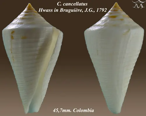 Conus cancellatus