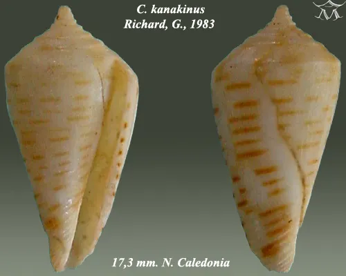 Profundiconus kanakinus